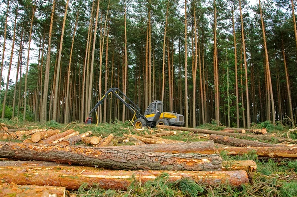 Abattage de la forêt Photos De Stock Libres De Droits