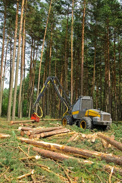 Abattage de la forêt Images De Stock Libres De Droits