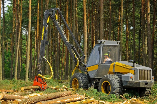 Abattage de la forêt Images De Stock Libres De Droits