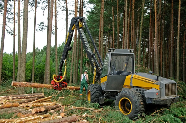 Az erdő kivágását Stock Kép