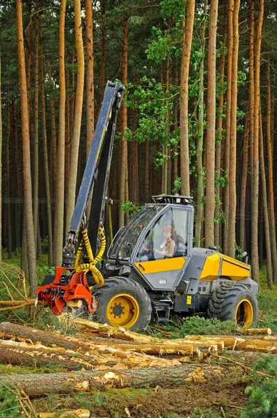 Abattage de la forêt Images De Stock Libres De Droits