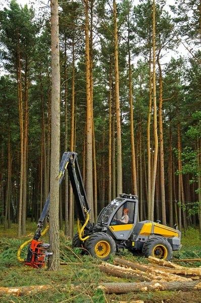 Fällung des Waldes Stockbild