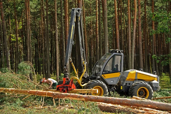 Felling of the forest — Stock Photo, Image