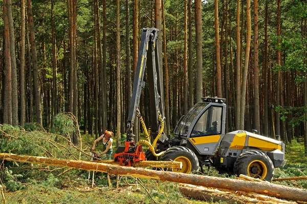 Felling of the forest — Stock Photo, Image