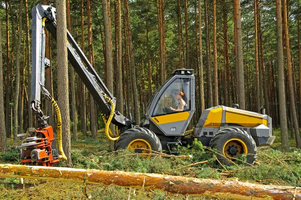 Fällung des Waldes — Stockfoto