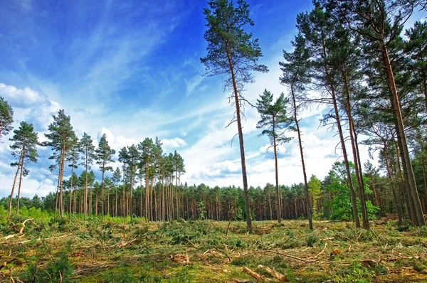 Felling of the forest — Stock Photo, Image