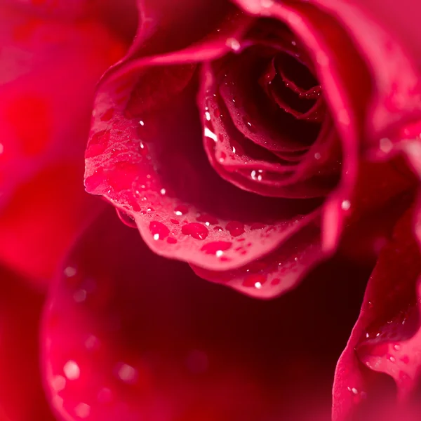 Red rose — Stock Photo, Image