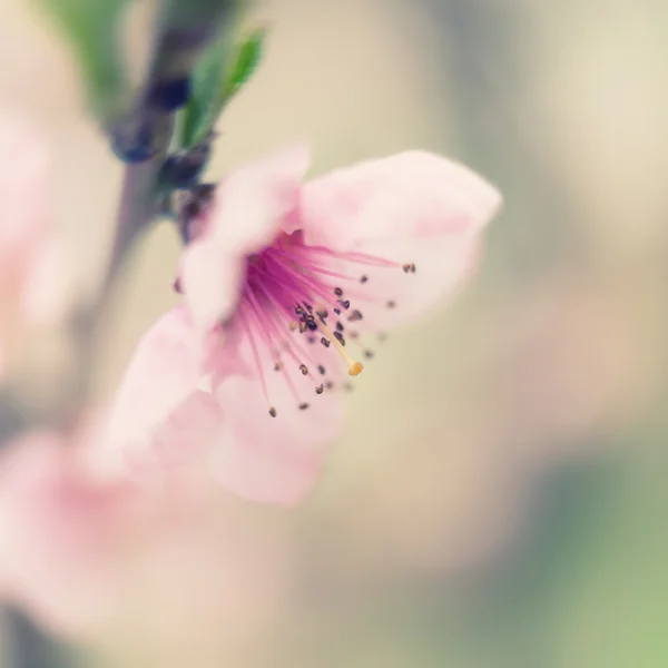 Peach in bloom — Stock Photo, Image