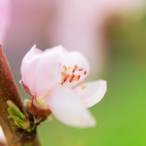 Peach blommar — Stockfoto