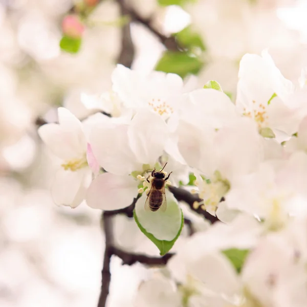 Bliss för våren. begreppet glädjen i våren och återfödelsen av nytt liv — Stockfoto