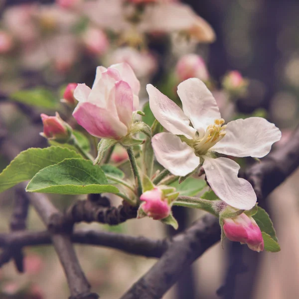 Felicidad de la primavera. El concepto de las alegrías de la primavera y el renacimiento de la nueva vida —  Fotos de Stock