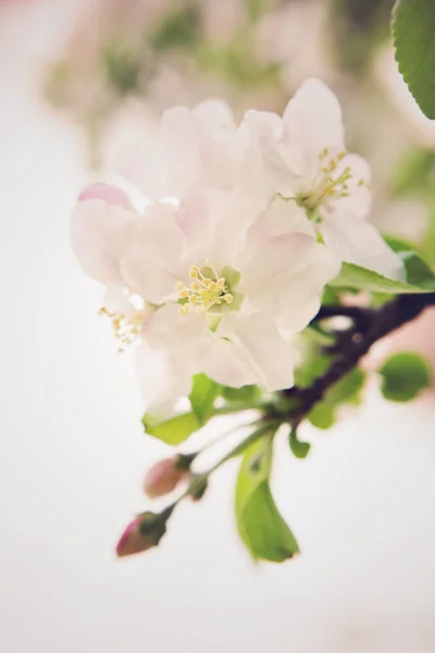 Bliss van de lente. het concept van de geneugten van de lente en de wedergeboorte van nieuw leven — Stockfoto