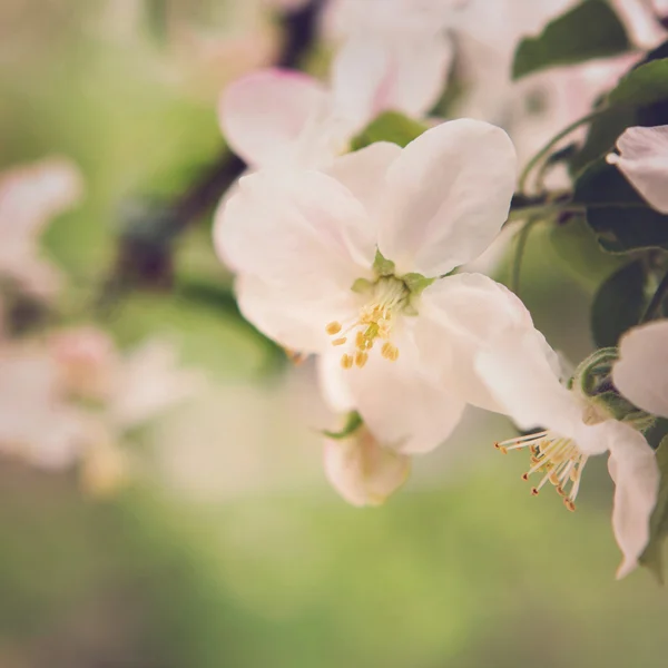 Bliss van de lente. het concept van de geneugten van de lente en de wedergeboorte van nieuw leven — Stockfoto