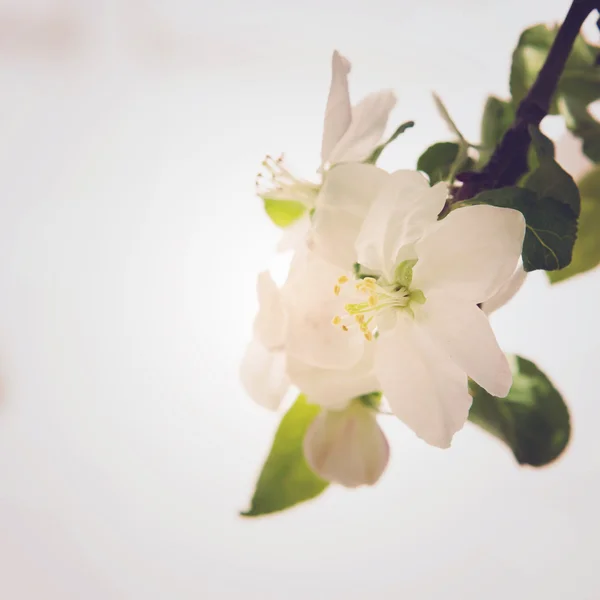 Bliss van de lente. het concept van de geneugten van de lente en de wedergeboorte van nieuw leven — Stockfoto