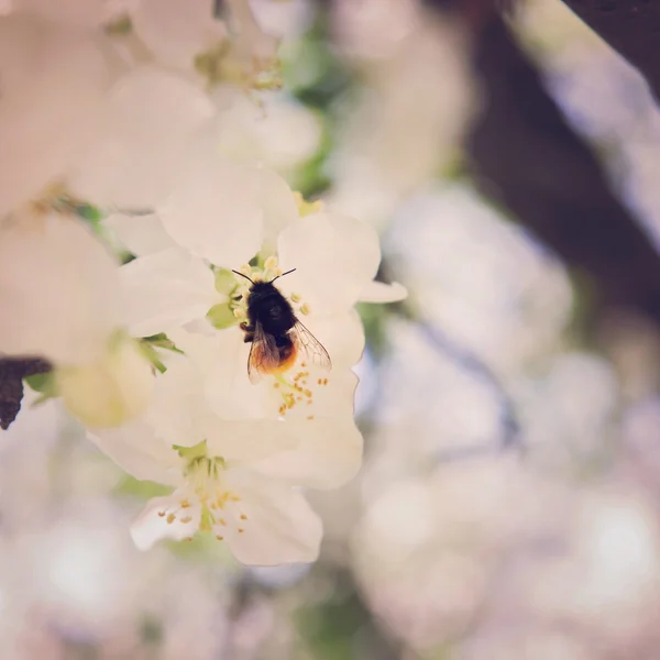 Felicidad de la primavera. El concepto de las alegrías de la primavera y el renacimiento de la nueva vida —  Fotos de Stock