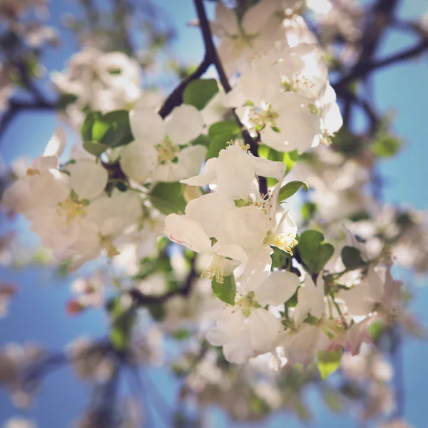 Felicidade da primavera. O conceito das alegrias da primavera e o renascimento de uma nova vida — Fotografia de Stock