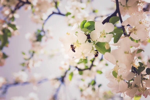 Glückseligkeit des Frühlings. das Konzept der Frühlingsfreuden und der Wiedergeburt des neuen Lebens — Stockfoto