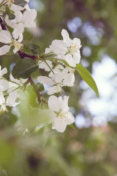 Bliss jara. koncept radosti jara a znovuzrození nového života — Stock fotografie