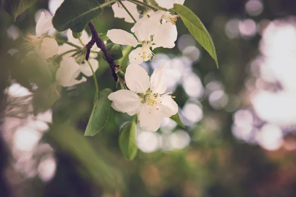 Bliss van de lente. het concept van de geneugten van de lente en de wedergeboorte van nieuw leven — Stockfoto