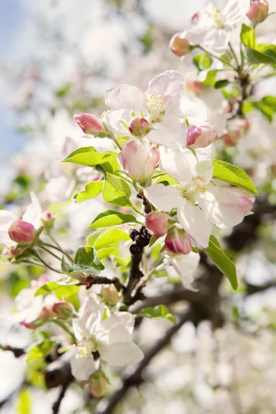 Bliss van de lente. het concept van de geneugten van de lente en de wedergeboorte van nieuw leven — Stockfoto