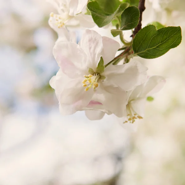 Bliss of spring. The concept of the joys of spring and the rebirth of new life — Stock Photo, Image