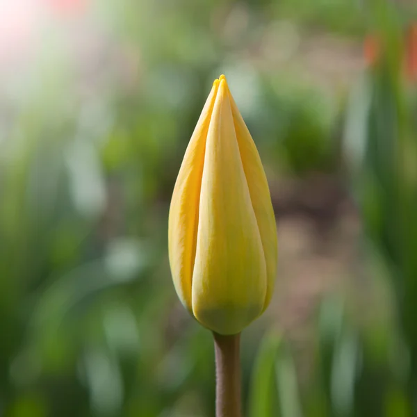 Vårdrøm – stockfoto