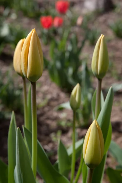 Sueño de primavera — Foto de Stock