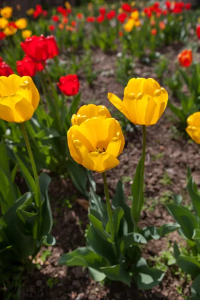 Vårdrøm – stockfoto