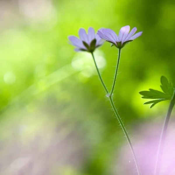 Concepto de primavera. Frescura, nueva vida, dicha . —  Fotos de Stock