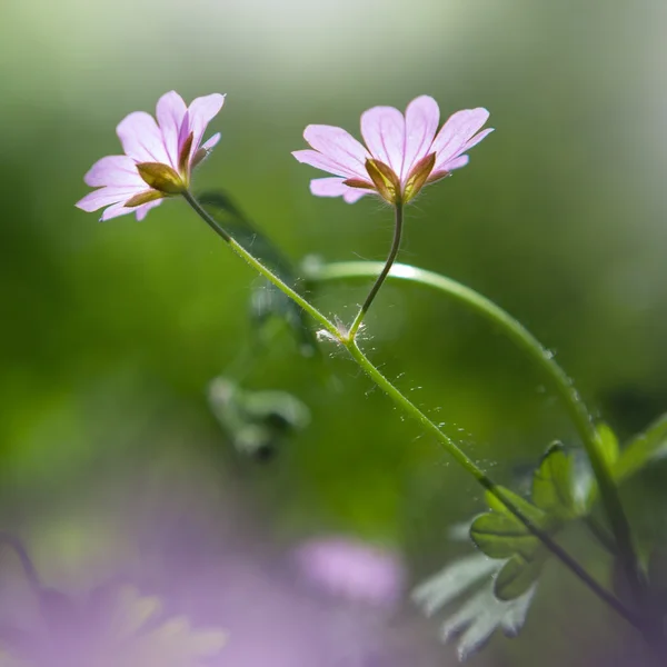 Concept van de lente. versheid, nieuw leven, bliss. Stockfoto