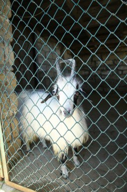 Beyaz keçi ağda. Genç beyaz bir keçi ağların arkasında duruyor ve bakıyor.