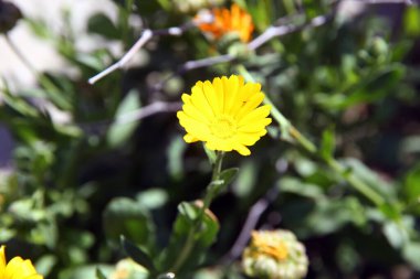 Kadife çiçeği yakın planda. Yeşil arka planı olan sarı kadife çiçeği. İlkbaharda lale çiçeklerinin olduğu arka planı kapatın.