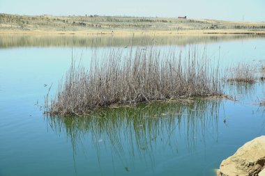 Bataklıktaki vahşi kamış. Gölün suyunun mavi ayna yüzeyi kıyıya yakın duran çimenlerin saplarını yansıtır. Su bitkisi. Göldeki su kamışı