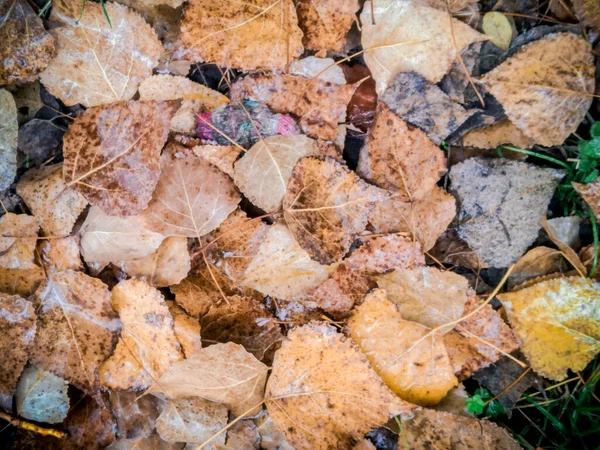 Fondo Coloridas Hojas Otoño Suelo Del Bosque Hojas Abstractas Otoño —  Fotos de Stock