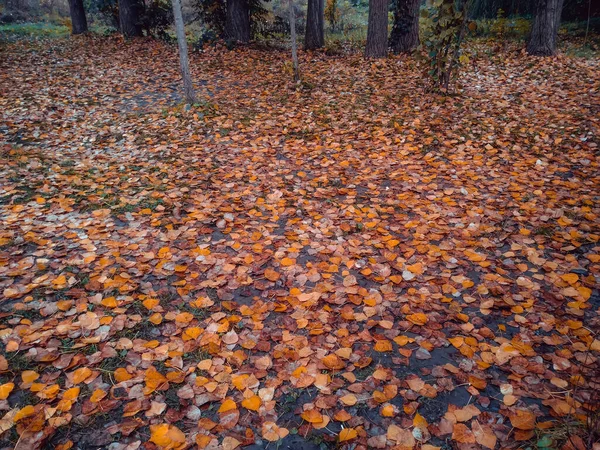 Achtergrond Van Kleurrijke Herfst Bladeren Vloer Van Het Bos Abstracte — Stockfoto