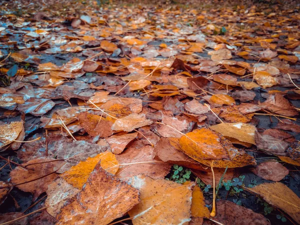 Hintergrund Der Bunten Herbstblätter Auf Dem Waldboden Abstrakte Herbstblätter Herbst — Stockfoto