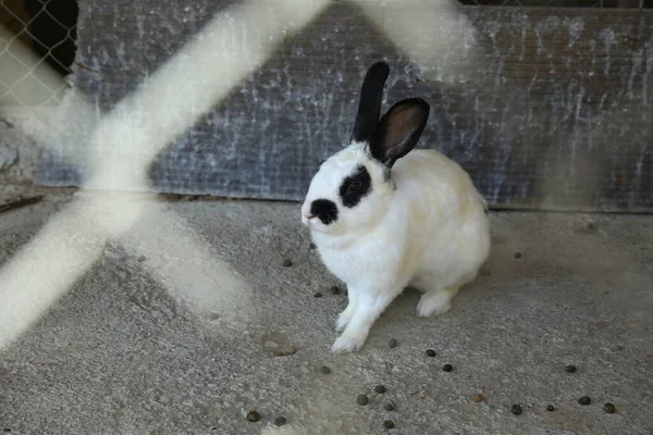 Beautifull white Rabbit soft focus . Little white rabbit is sitting . Rabbit with wire mesh . Rabbit feces .