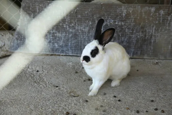 Schöne Weiße Kaninchen Weichen Fokus Das Kleine Weiße Kaninchen Sitzt — Stockfoto