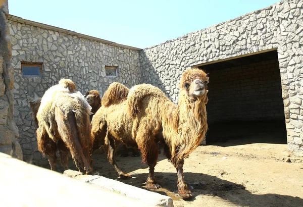 Kamelen på gården, tittade på kameran, rolig kom. Kamel på en gård i pennan . — Stockfoto