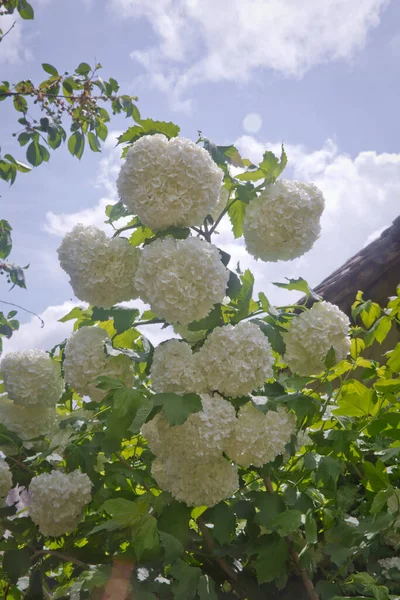 Flor Uma Hortênsia Que Cresce Jardim Verão Arbusto Decorativo Viburnum — Fotografia de Stock