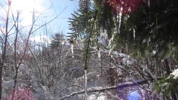 Primavera Sciogliere Neve Sole Gocciolamento Acqua Dai Rami Degli Alberi — Video Stock