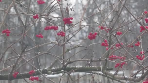 겨울에는 장미꽃이 — 비디오