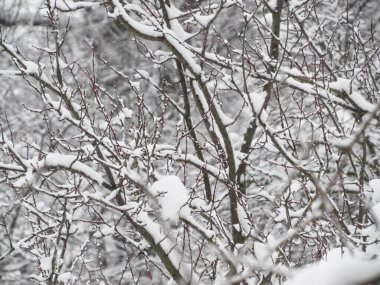 Karla kaplı ağaç. karlı hava