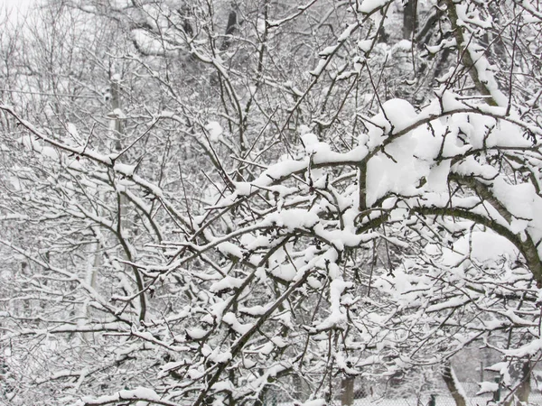 Karla kaplı ağaç. karlı hava