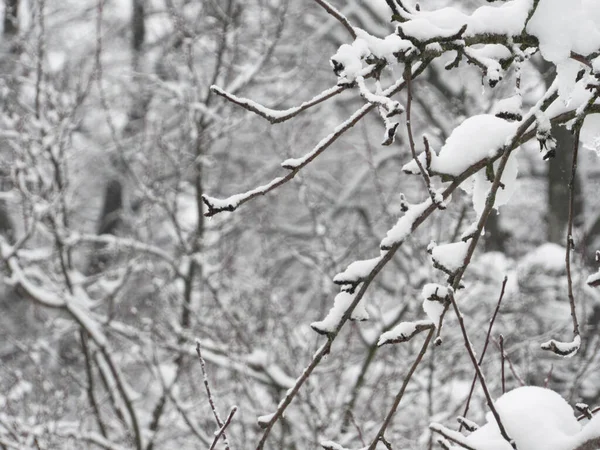 Snow Covered Tree Snowy Weather — Stock Photo, Image