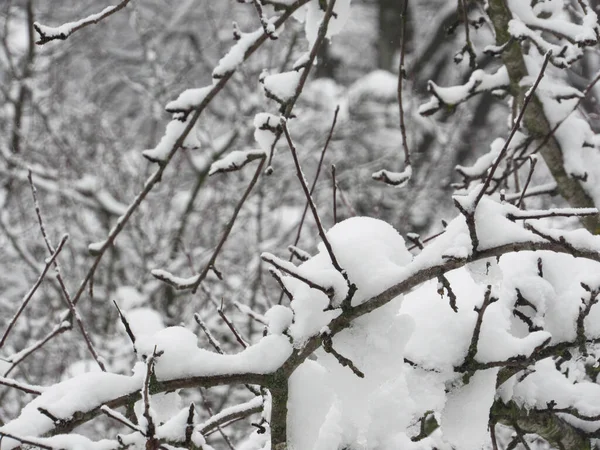 Snow Covered Tree Snowy Weather — Stock Photo, Image