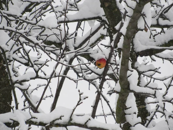 Manzana Roja Cubierta Nieve Árbol Cubierto Nieve Tiempo Nevado —  Fotos de Stock