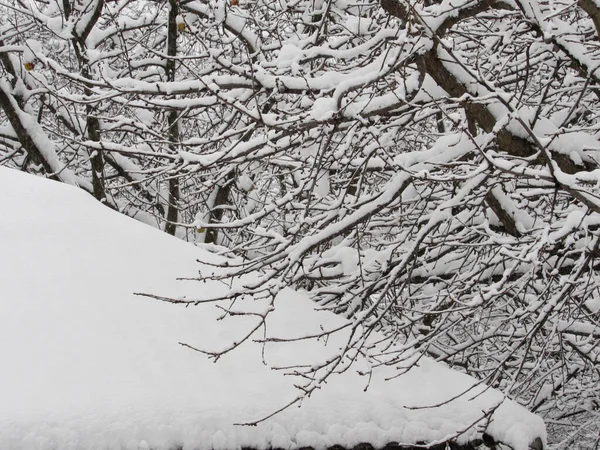 Snow Covered Tree Snowy Weather — Stock Photo, Image