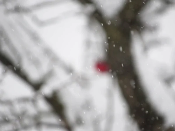 Maçã Vermelha Coberta Neve Árvore Coberta Neve Tempo Nevado — Fotografia de Stock