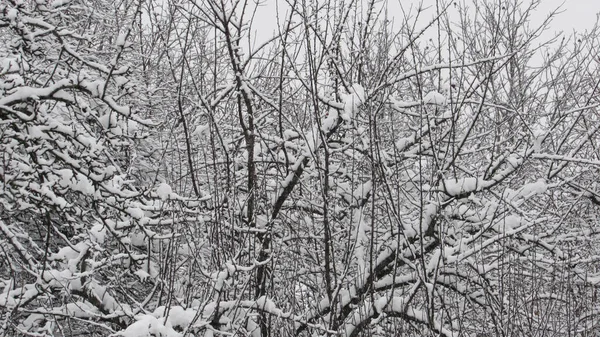 Snow Covered Tree Snowy Weather — Stock Photo, Image